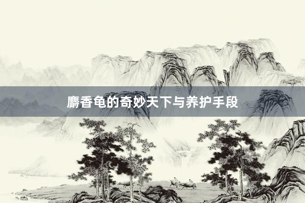 麝香龟的奇妙天下与养护手段