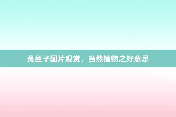 菟丝子图片观赏，当然植物之好意思